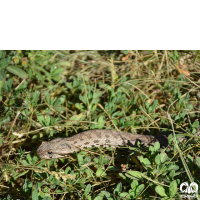 گونه مار افعی لطیفی Latifi’s Viper